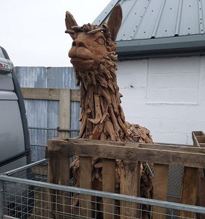 driftwood alpaca on trailer