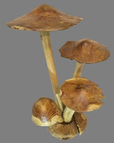 cluster of wooden mushrooms