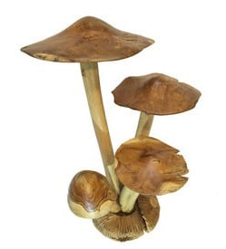 driftwood mushrooms cluster